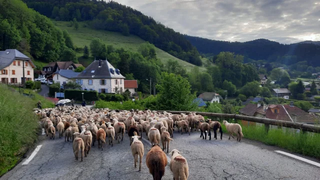 Transhumance au Sappey