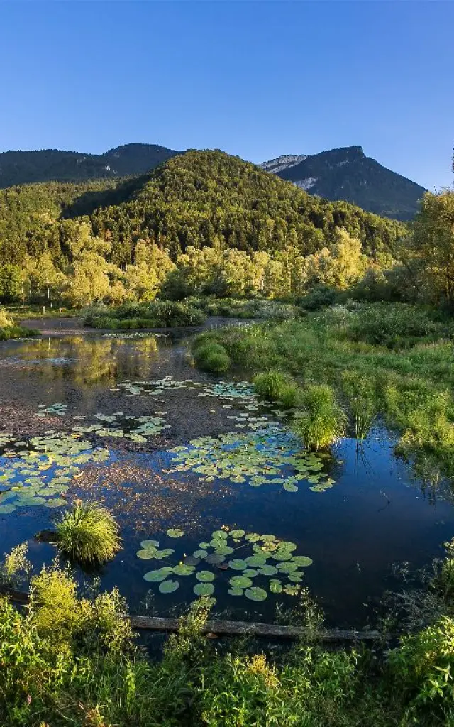 Tourbières de l'Herretang,