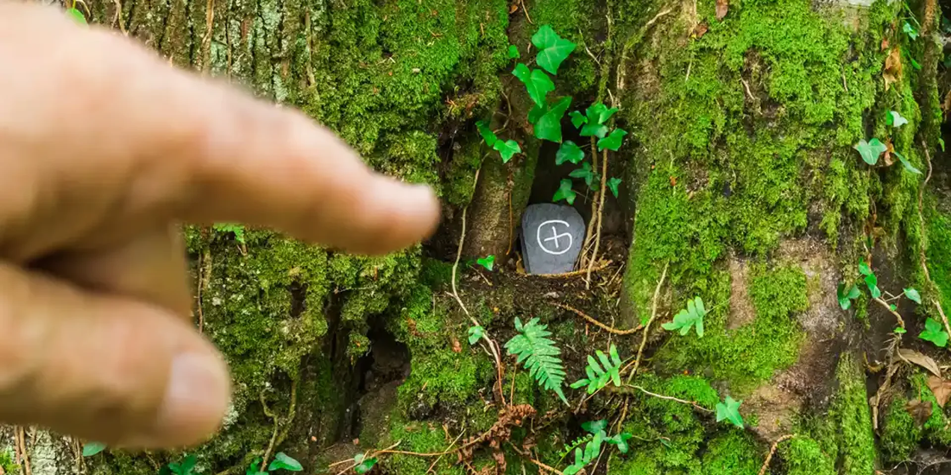 Cache géocaching dissimulée dans la forêt, exemple typique des caches à découvrir en Chartreuse