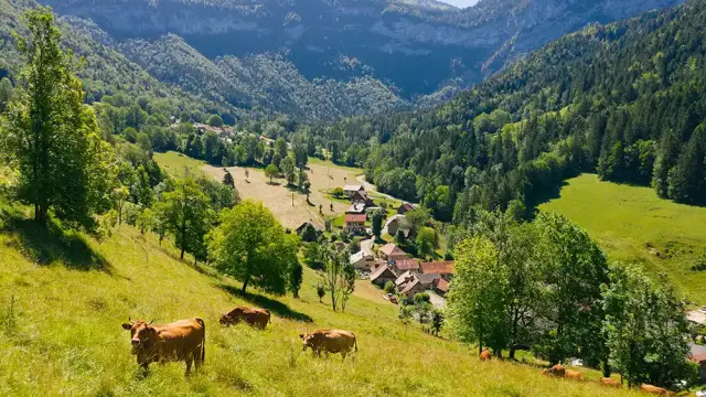 Vaches qui pâturent dans les prairies