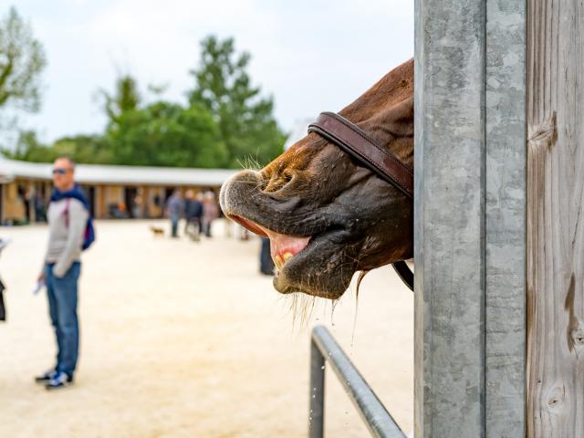 Cours Hippodrome Chatelaillon Plage