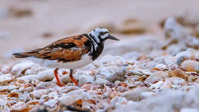 Tournepierre À Collier