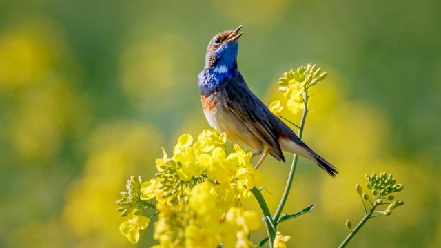 Gorgebleue