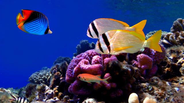 aquarium-larochelle