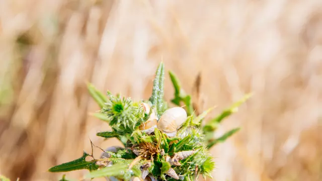 marsh-yves-chatelaillon-tourism-storytellers-agency-72