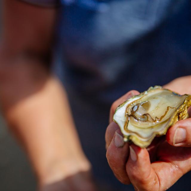 parc-huitres-chatelaillon-tourisme-agence-les-conteurs-109