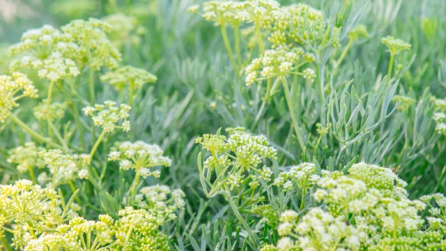 velo-littoral-chatelaillon-plage-agence-les-conteurs-37