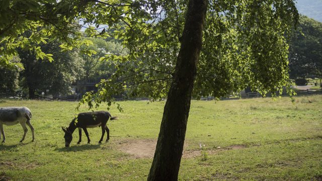 Die Esel der Cité Saint-Pierre während eines sonnigen Tages