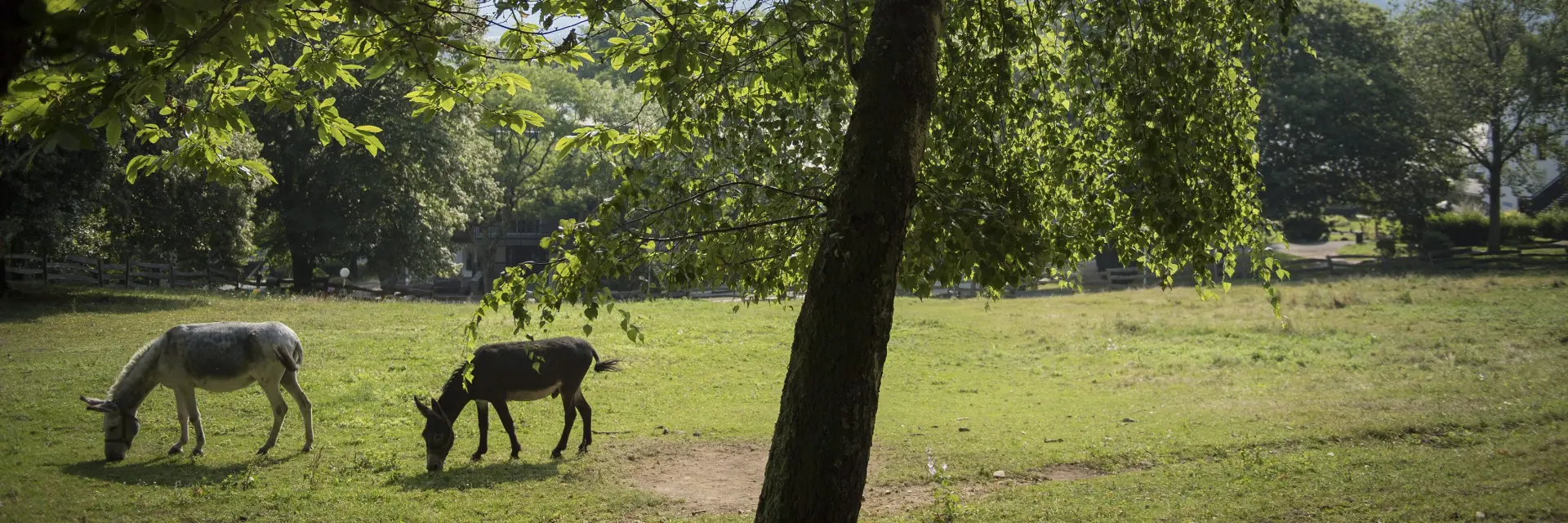 De ezels van de Cité Saint-Pierre op een zonnige dag