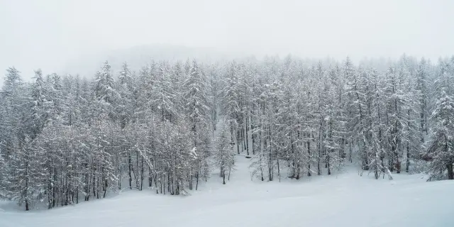 Sapins sous la neige