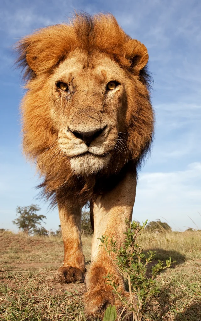 Lion mature male approaching - wide angle perspective (Panthera leo), Maasai Mara National Reserve, Kenya.