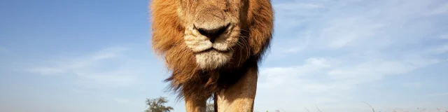 Lion mature male approaching - wide angle perspective (Panthera leo), Maasai Mara National Reserve, Kenya.