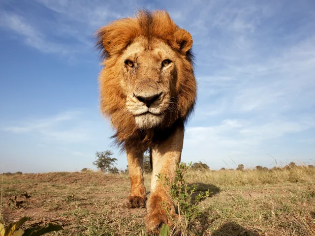 Lion mature male approaching - wide angle perspective (Panthera leo), Maasai Mara National Reserve, Kenya.