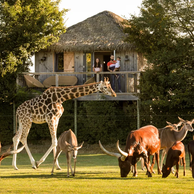 Africa Lodge at Boissière du Dorée Zoo