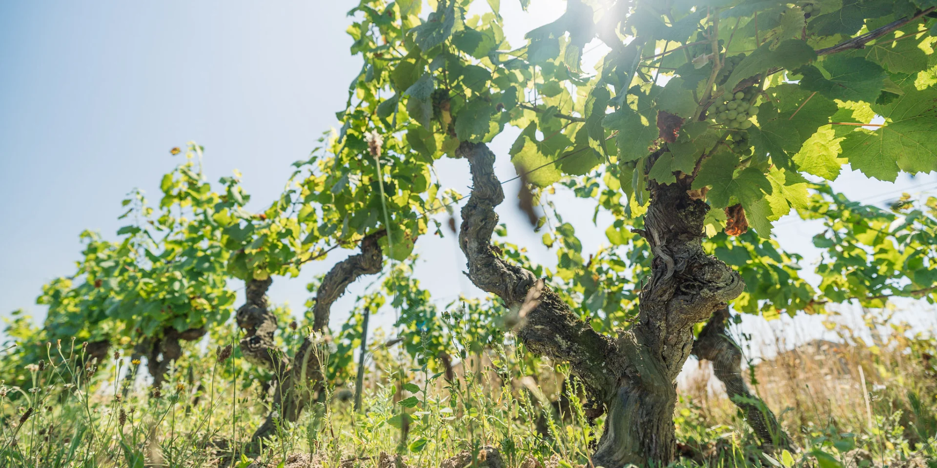 Muscadet : Melon B grape variety in his vineyard