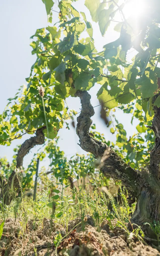 Muscadet : Melon B grape variety in his vineyard