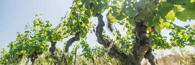 Muscadet : cépage Melon B dans sa vigne