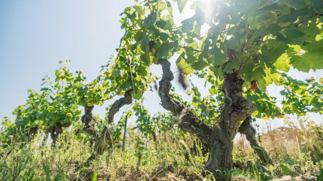 Muscadet : Melon B grape variety in his vineyard