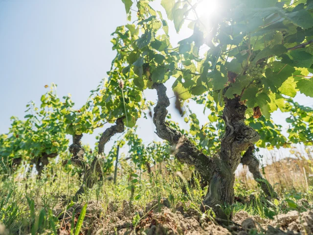 Muscadet : Melon B grape variety in his vineyard
