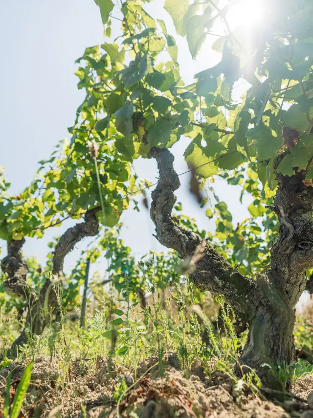 Muscadet : Melon B grape variety in his vineyard