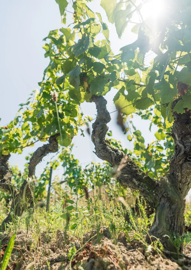 Muscadet : cépage Melon B dans sa vigne