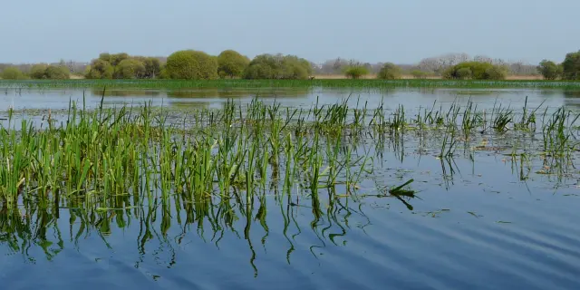 Le marais de Goulaine