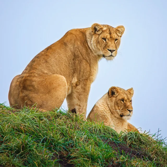 Lionnes du zoo de la Boissière du Doré