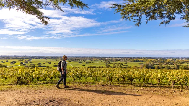 weekend hiking near Nantes : View of the vineyards and Goulaine marshes from the Butte de la Roche