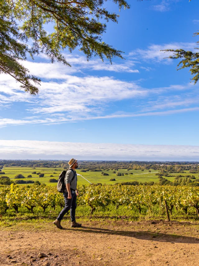 weekend hiking near Nantes : View of the vineyards and Goulaine marshes from the Butte de la Roche