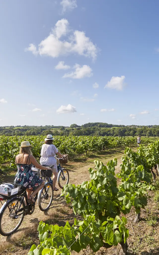 Discover the Vignoble Nantais: cycling through the vines at Saint Fiacre Sur Maine
