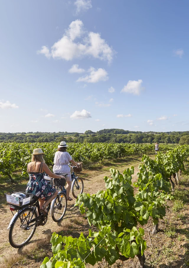 Discover the Vignoble Nantais: cycling through the vines at Saint Fiacre Sur Maine