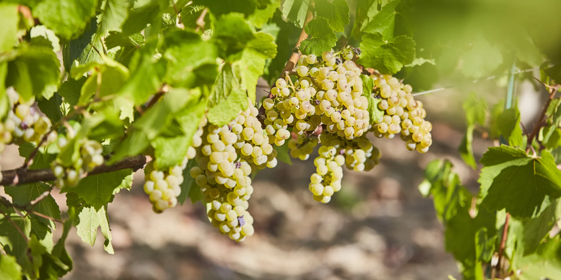 Terres de Muscadet : raisin blanc cépage Melon B sur sa vigne