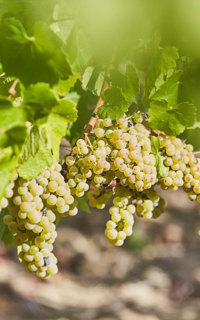Terres de Muscadet : white grape variety Melon B on its vineyard