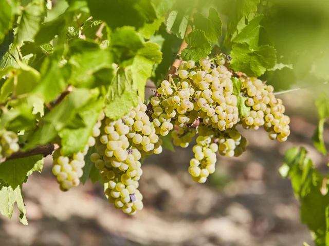 Terres de Muscadet : white grape variety Melon B on its vineyard
