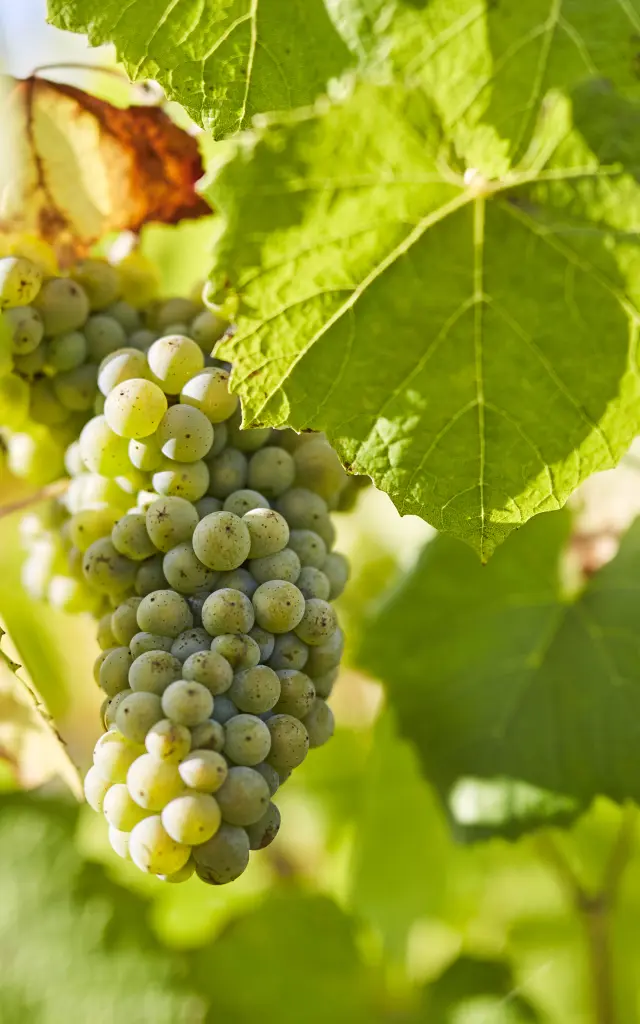 Muscadet : Melon B grape variety in his vineyard