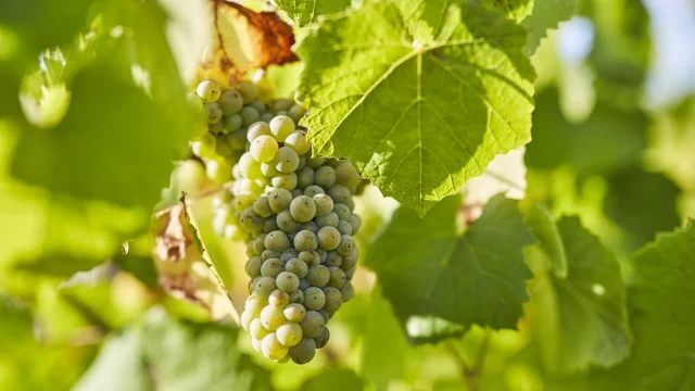 Muscadet : Melon B grape variety in his vineyard