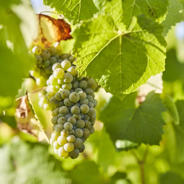Muscadet : Melon B grape variety in his vineyard