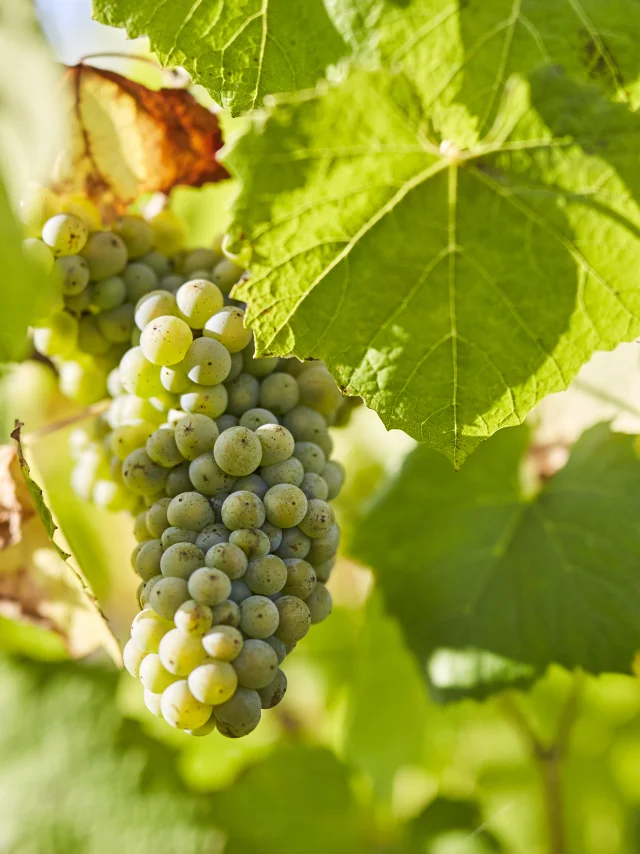 Muscadet : Melon B grape variety in his vineyard