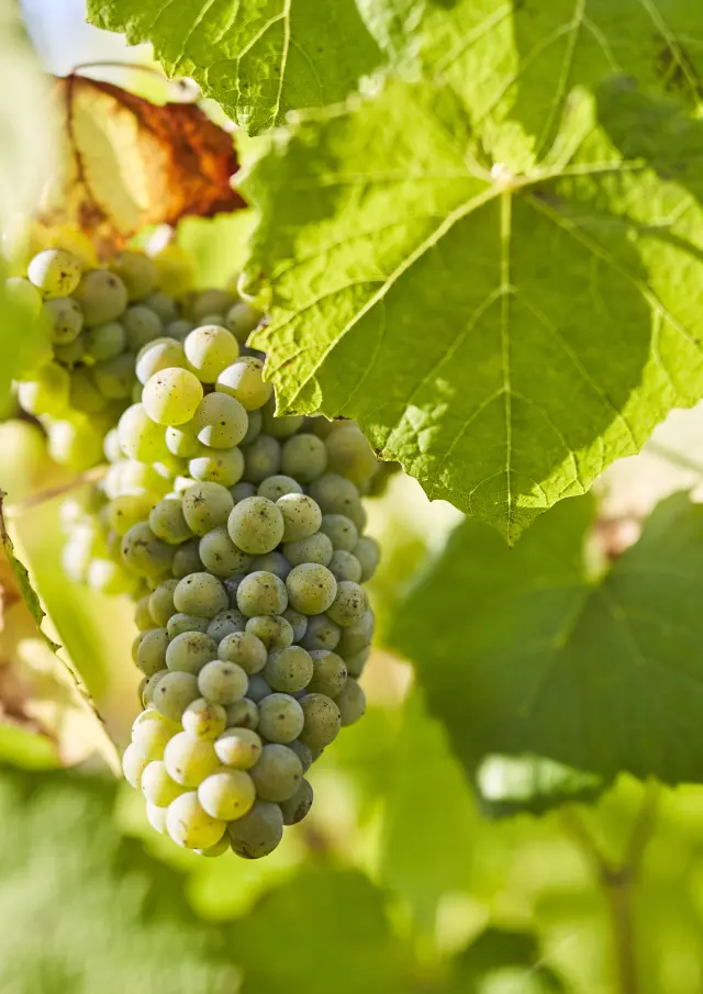 Muscadet : Melon B grape variety in his vineyard