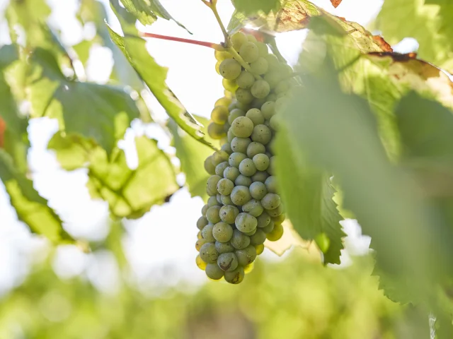 Muscadet : Melon B grape variety in his vineyard