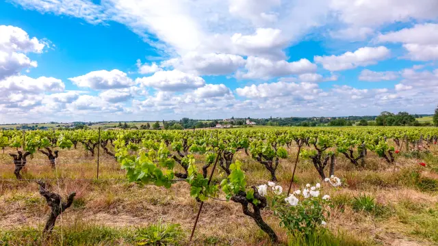 Melon B. electric scooter tour in the Vignoble Nantais, by Trott'in Nantes