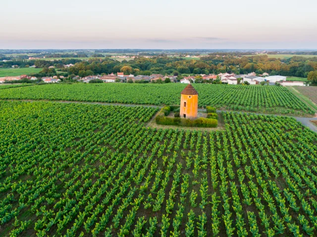 photo du vignoble nantais au couché du soleil à Monniere, au moulin de la miniere