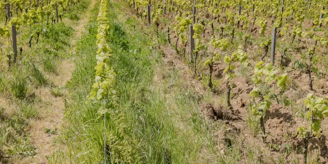 Réunions et événements professionnels : Domaine Menard Gaborit Vignoble De Nantesphotochlatard 25