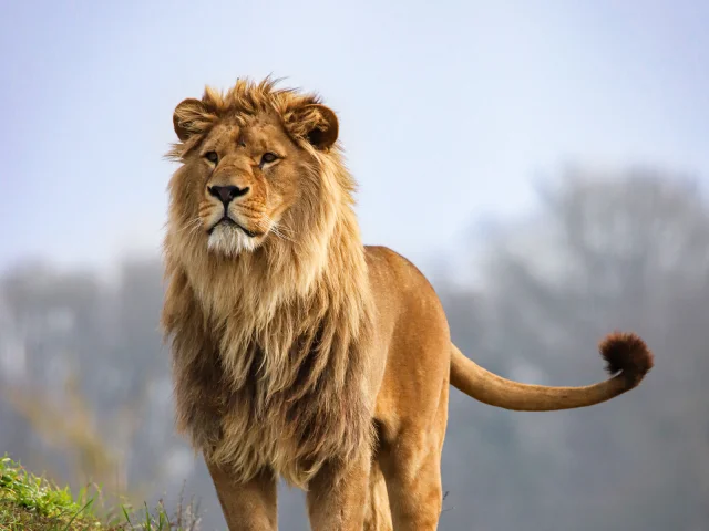 Lion at Boissière du Doré zoo