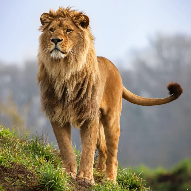 Lion du zoo de la Boissière du Doré