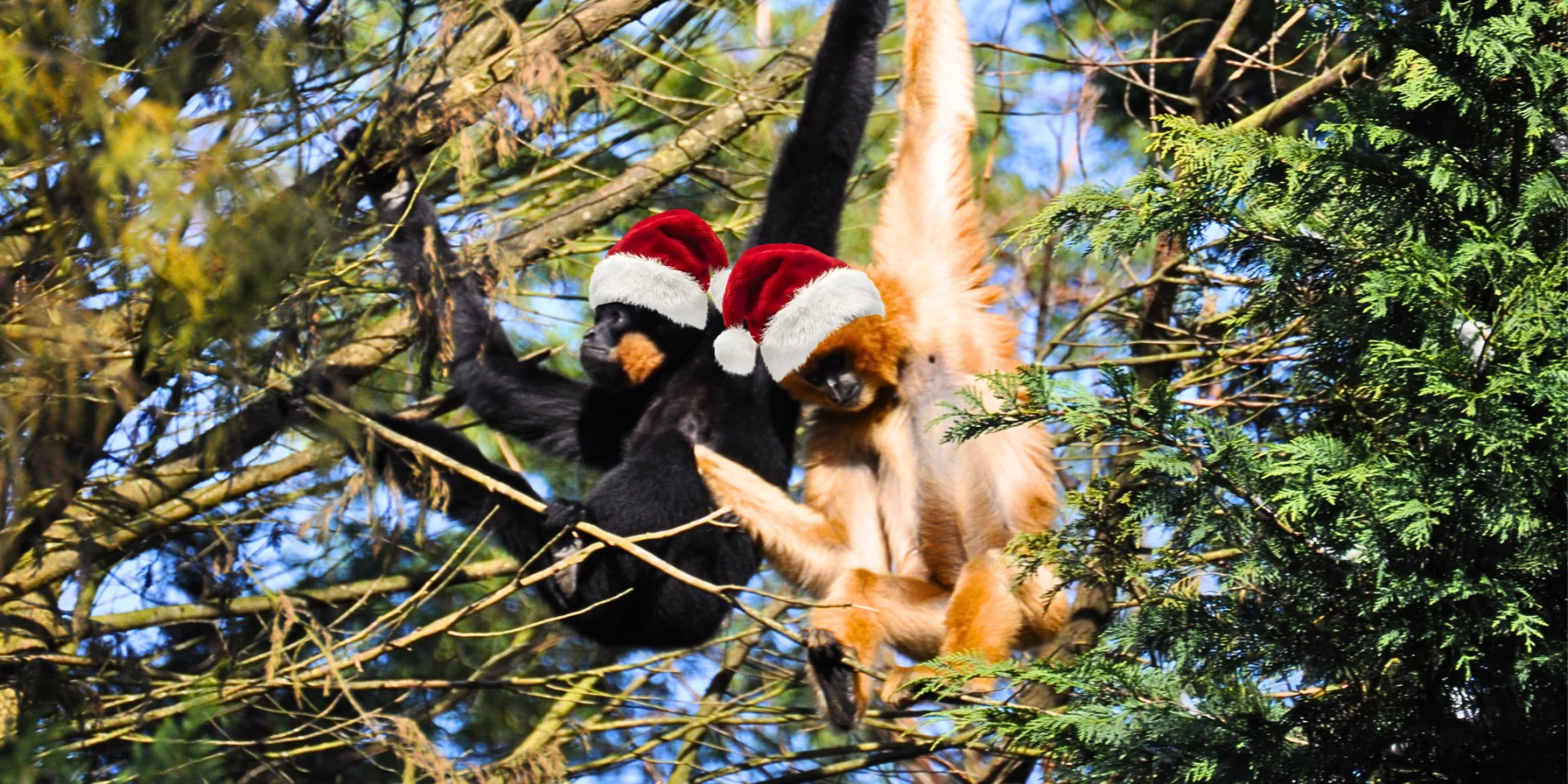 What to do during the Christmas holidays in the Vignoble Nantais: Christmas activities at the Boissière du Dorée Zoo