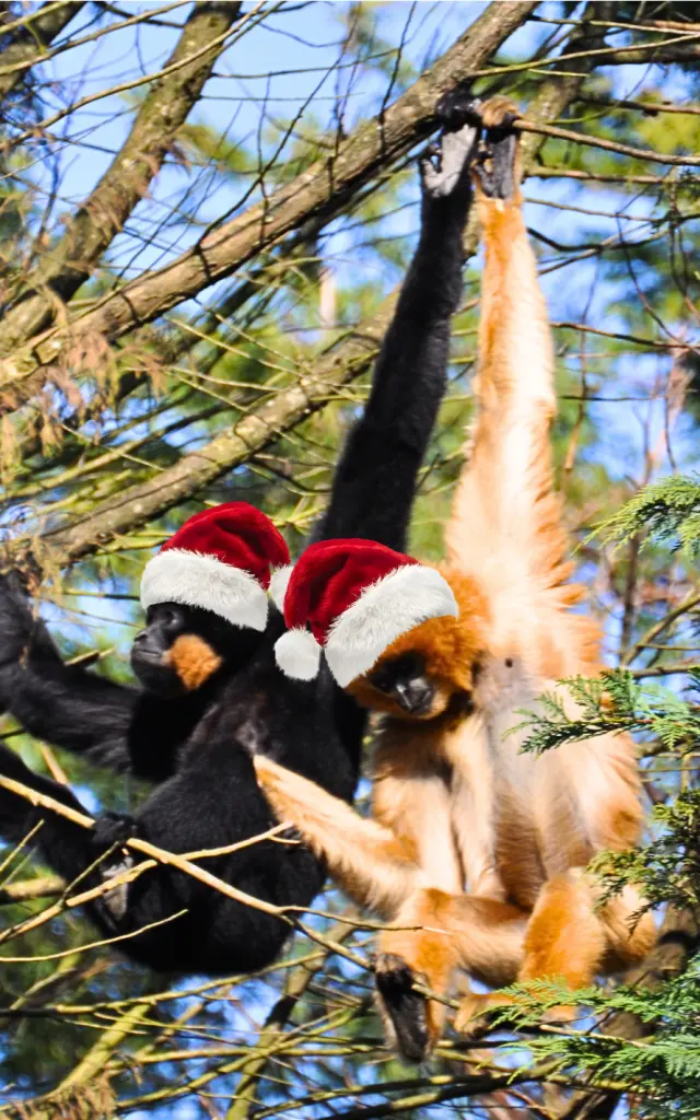 What to do during the Christmas holidays in the Vignoble Nantais: Christmas activities at the Boissière du Dorée Zoo