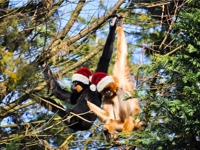 What to do during the Christmas holidays in the Vignoble Nantais: Christmas activities at the Boissière du Dorée Zoo