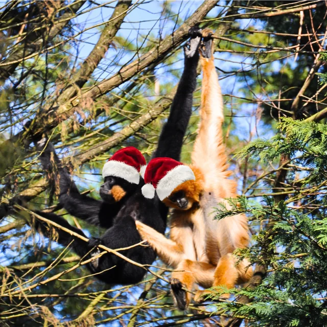 What to do during the Christmas holidays in the Vignoble Nantais: Christmas activities at the Boissière du Dorée Zoo