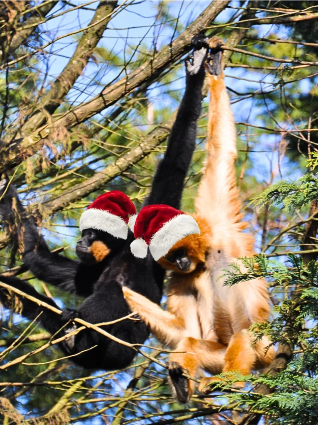 What to do during the Christmas holidays in the Vignoble Nantais: Christmas activities at the Boissière du Dorée Zoo